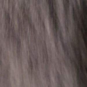 Meet your Posher, Hollie